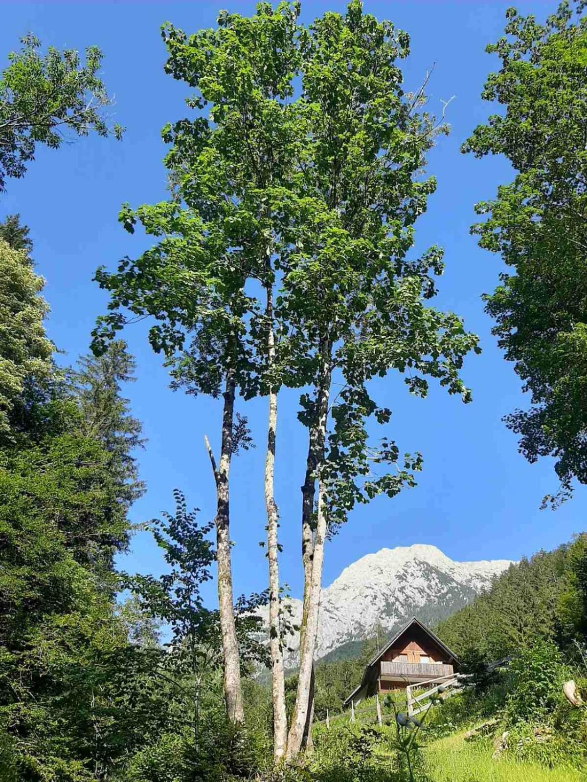 Camping & Glamping Grintovec Preddvor Екстериор снимка